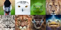 Regard d'extinction Mathieu Latour Photographe Cinaste animalier